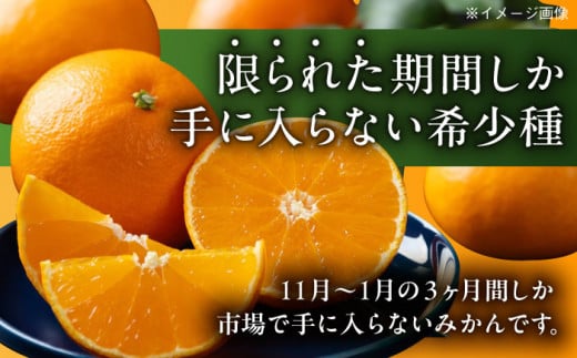  まるでゼリーのようにとろけるみかん！紅まどんな Lサイズ　約3kg（15玉入）