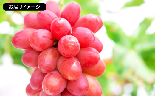 ④ 【島根県産】神紅(しんく)ぶどう約2キロ 先行予約】島根県限定！幻のぶどう“神紅(しんく)” 糖度20度以上