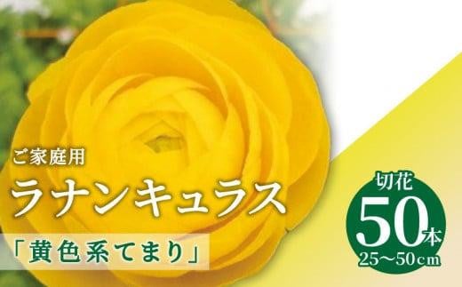 ご家庭用 ラナンキュラス「黄色系てまり」切花50本(長さ25～50cm)【2025-1月中旬～2025-4月上旬配送】 416344 - 香川県高松市