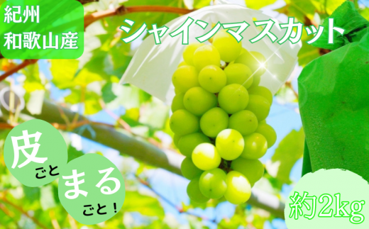 紀州和歌山産 シャインマスカット 約2kg ※2025年8月下旬頃〜2025年9月上旬頃に順次発送 ※日付指定不可 ぶどう ブドウ 葡萄 マスカット 果物 くだもの フルーツ 人気 旬の果物【uot798】 1384063 - 和歌山県串本町