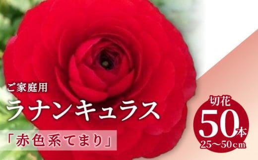 ご家庭用 ラナンキュラス「赤色系てまり」切花50本(長さ25～50cm)【2025年1月中旬～2025年3月下旬配送】 416030 - 香川県高松市