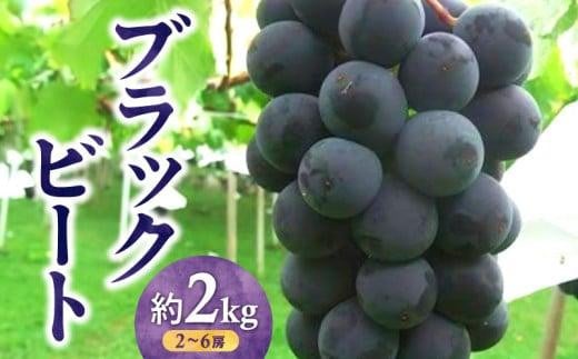 ブラックビート　約2kg【2025-7月下旬～2025-8月下旬配送】 607795 - 香川県高松市