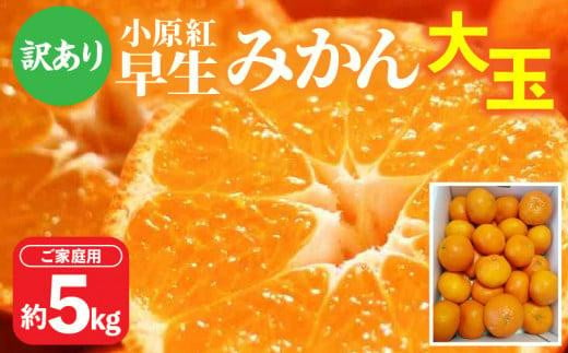 ＼寄附額改定／【訳あり】ご家庭用小原紅早生みかん(大玉)　約5kg【2024-11月中旬～2025-1月中旬配送】