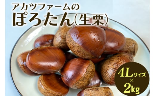 アカツファーム の ぽろたん（ 生栗 ） 超特大 4Lサイズ 2kg 栗 笠間 くり クリ 特大 大きい 大粒 国産 国産栗 和栗 甘栗 栗ご飯 栗きんとん 栗おこわ 甘露煮 マロン 秋 旬 おやつ スイーツ きんとん 保存料不使用 無添加 ギフト 茨城県 笠間市 1059783 - 茨城県笠間市