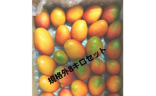 ＜数量限定＞静岡県産完熟マンゴー『ダイヤマンゴー』訳あり8kgセット【1516959】