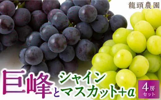 【先行予約】龍頭農園 巨峰とシャインマスカット＋αの4房セット 2025年8月下旬 出荷予定 252956 - 福岡県うきは市