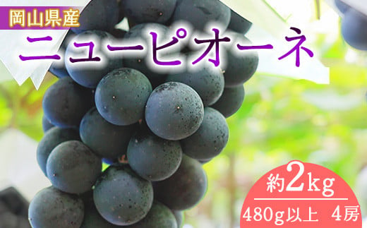 岡山県産 ニューピオーネ（１房４８０ｇ以上・約２kg）４房入り（WFH） 797359 - 岡山県早島町