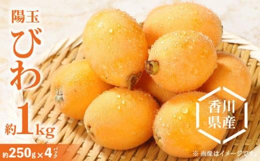 陽玉びわ 約1kg (約250g×4パック)【2025年5月上旬～2025年6月中旬配送】 398209 - 香川県高松市