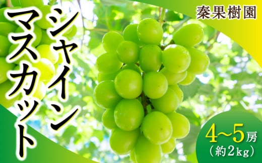 【先行予約】秦果樹園 シャインマスカット 4房から5房 (約2kg) 2025年8月下旬から9月中旬 出荷予定 885130 - 福岡県うきは市