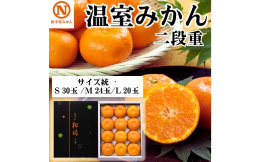JAにしうわ季節の柑橘 温室みかん:二段重 S30玉・M24玉・L20玉 サイズ統一＜F08-51＞【1514826】