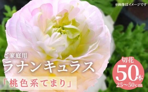 ご家庭用 ラナンキュラス「桃色系てまり」切花 切花50本(長さ25～50cm)【2025-1月中旬～2025-4月上旬配送】 421561 - 香川県高松市