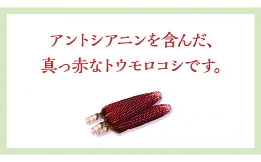 地下水100％で作る美味しい 「 大和ルージュ 」 10本 トウモロコシ とうもろこし スイートコーン コーン 野菜 地下水 ミネラル  [DU012ci] - 茨城県筑西市｜ふるさとチョイス - ふるさと納税サイト