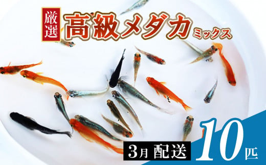 メダカ ミックス 10匹 | めだか 混合 多種 多色 セット 選別 熱帯魚 ユリシス 楊貴妃 灯 琥珀 ブラック 黄金 暁 パンダ 鰭長 ひれなが  観賞魚 観賞用 観賞 飼育 金魚 - 熊本県和水町｜ふるさとチョイス - ふるさと納税サイト