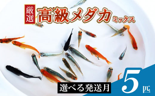 メダカ ミックス 5匹 | めだか 混合 多種 多色 セット 選別 熱帯魚 ユリシス 楊貴妃 灯 琥珀 ブラック 黄金 暁 パンダ 鰭長 ひれなが 観賞魚 観賞用 観賞 飼育 金魚