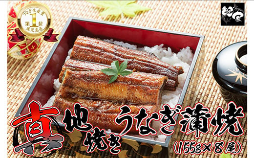 1712-1 【年内配送12月1日入金まで】大人気！鯉家の絶品蒲焼「真地(マジ)焼きうなぎ蒲焼1,240g(８尾)」【国産・手焼き備長炭】 冬うなぎ 1021799 - 鹿児島県鹿屋市