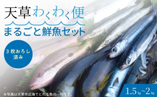 S059-018_【3枚おろし済み】 天草わくわく便 まるごと鮮魚セット  654946 - 熊本県天草市