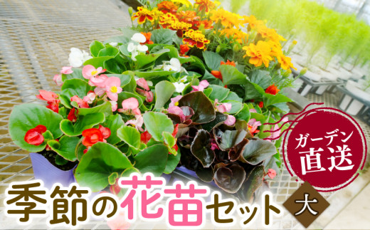 季節 の 花苗 セット ガーデニング 大 寄せ植え 季節 お花 贈り物 フラワー ギフト 庭園 プランター シーズン おすすめ オススメ 駿河 ガーデン  1445631 - 静岡県沼津市