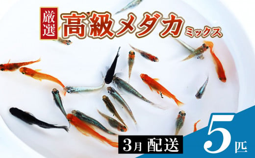 メダカ ミックス 5匹 | めだか 混合 多種 多色 セット 選別 熱帯魚 ユリシス 楊貴妃 灯 琥珀 ブラック 黄金 暁 パンダ 鰭長 ひれなが  観賞魚 観賞用 観賞 飼育 金魚 - 熊本県和水町｜ふるさとチョイス - ふるさと納税サイト