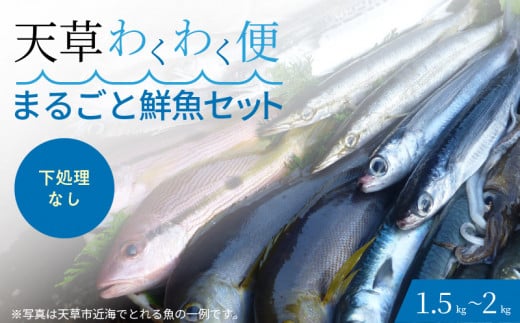 S059-019_【下処理なし】 天草わくわく便 まるごと鮮魚セット 654947 - 熊本県天草市