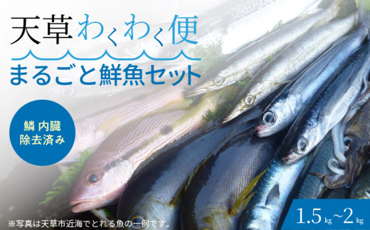 S059-017_【鱗 内臓 除去済み】 天草わくわく便 まるごと鮮魚セット  654945 - 熊本県天草市