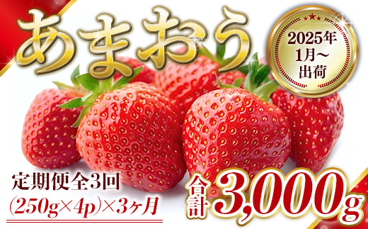 定期便全3回 福岡県産 あまおう 合計3000g 先行予約 2025年1月より順次発送　BA008 1384062 - 福岡県粕屋町