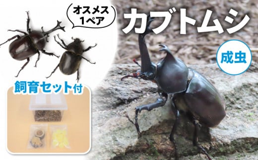 [配送期間:2025年6月下旬〜8月上旬]カブトムシ (成虫) オスメス1ペア飼育セット付 ( 昆虫 飼育観察 自然採集 大型カブトムシ M〜Lサイズ 夏休み 自由研究 生き物 自然環境学習 プレゼント 贈り物 ギフト )