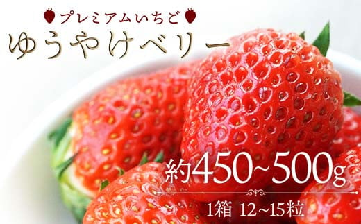 プレミアムいちご ゆうやけベリー 約450～500g（12～15粒） F20C-981 1498053 - 福島県伊達市