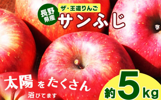 ザ・王道 りんご サンふじ 約5kg | 果物 フルーツ りんご リンゴ 林檎 信州りんご 信州産 長野県産りんご ふじ サンふじ 千曲市 長野県  先行予約 - 長野県千曲市｜ふるさとチョイス - ふるさと納税サイト