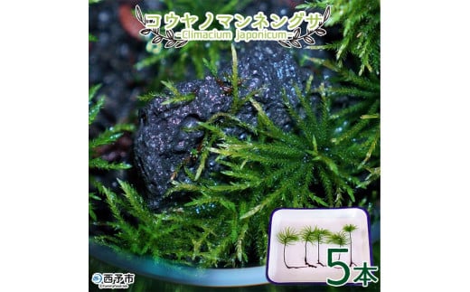 コウヤノマンネングサ [Climacium japonicum] 人工栽培品種 5本 291963 - 愛媛県西予市