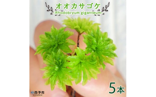 オオカサゴケ [Rhodobryum giganteum] 苔テラリウム用人工栽培品種 5本パック 297183 - 愛媛県西予市