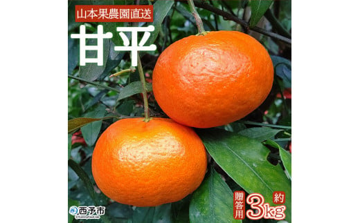 山本果樹園直送 甘平 約3kg(贈答用)