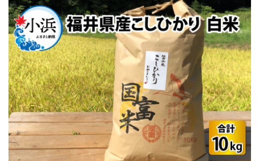 【令和6年産】 福井県産こしひかり 白米 10kg