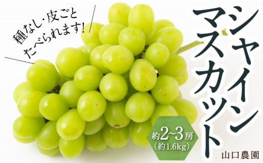 【先行予約】山口農園 シャインマスカット 2房から3房 (約1.6kg) 2025年9月上旬から9月下旬 出荷予定 383847 - 福岡県うきは市