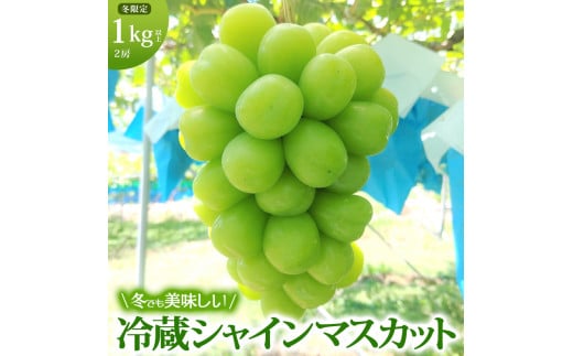 長野県坂城町のふるさと納税 [№5729-0438]【年内お届け】 シャインマスカット 冷蔵 1kg以上 富山葡萄園 ぶどう 長野 マスカット ブドウ フルーツ 果物 シャイン【 果物類 】