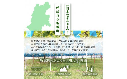 長野県坂城町のふるさと納税 [№5729-0438]【年内お届け】 シャインマスカット 冷蔵 1kg以上 富山葡萄園 ぶどう 長野 マスカット ブドウ フルーツ 果物 シャイン【 果物類 】