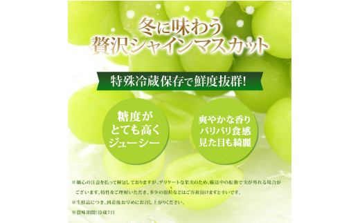 長野県坂城町のふるさと納税 [№5729-0438]【年内お届け】 シャインマスカット 冷蔵 1kg以上 富山葡萄園 ぶどう 長野 マスカット ブドウ フルーツ 果物 シャイン【 果物類 】