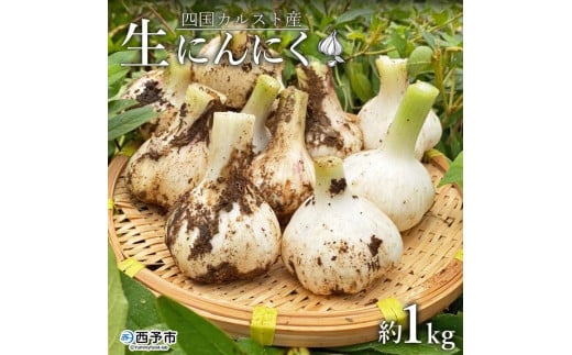 収穫時期の数日しか流通しない幻の新鮮にんにく　四国カルスト産　生にんにく　1ｋｇ 901726 - 愛媛県西予市