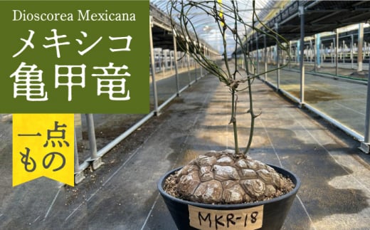 Dioscorea Mexicana メキシコ亀甲竜 （個体番号MKR-18） 長与町/アグリューム [EAI143] 1386611 - 長崎県長与町