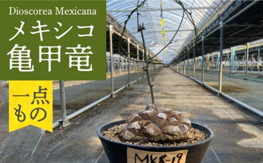 Dioscorea Mexicana メキシコ亀甲竜 （個体番号MKR-19） 長与町/アグリューム [EAI144] 1386612 - 長崎県長与町