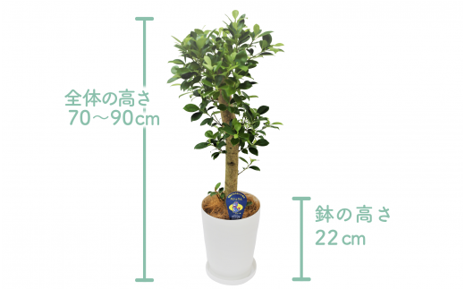 観葉植物】ガジュマル70cm～90cm(鎌ヶ迫園芸場/014-1389) 観葉植物 植物 鉢付 インテリア 室内 オフィス おしゃれ プレゼント  ギフト 開店祝い 移転祝い マイナスイオン【配送不可地域：北海道・沖縄県・離島】 - 鹿児島県指宿市｜ふるさとチョイス - ふるさと納税サイト