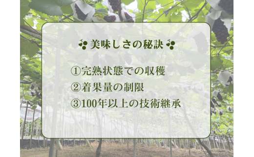 大阪府柏原市のふるさと納税 《令和7年度先行予約 6月中旬より7月下旬頃お届け》稲清農園の「こだわり」がぎゅっと詰まった完熟デラウェア1kg ぶどう 果物 人気 フルーツ 甘い 贈答 子供 おすすめ 産地直送