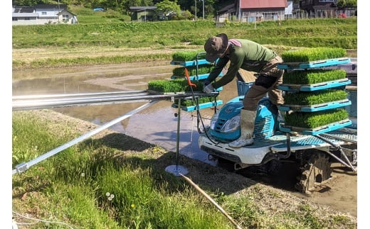 秋田県由利本荘市のふるさと納税 【白米】〈減農薬〉秋田県由利本荘市産 ササニシキ 5kg(5kg×1袋) 令和6年産 新鮮パック 低農薬