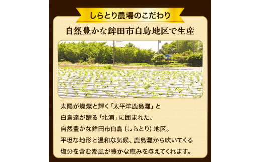 茨城県鉾田市のふるさと納税 しらとりの厳選【冷やし焼き芋】食べ比べセット（紅はるか＋シルクスイート）500g×各2袋