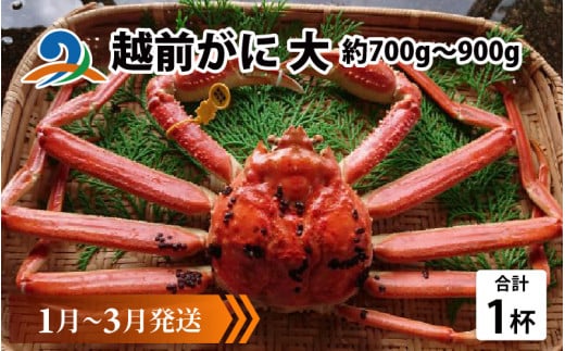 【先行予約】越前がに 大 (約700g～900g)×1杯【1月～3月発送】 718765 - 福井県南越前町