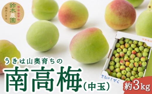 【先行予約】鈴木農園 うきは山奥育ちの南高梅 (中玉) 約3kg 2025年6月上旬から6月中旬 出荷予定 535784 - 福岡県うきは市