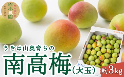 【先行予約】鈴木農園 うきは山奥育ちの南高梅 (大玉) 約3kg 2025年6月上旬から6月中旬 出荷予定 361306 - 福岡県うきは市