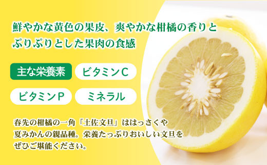 LUNA　高知特産　土佐文旦　大玉サイズ　約20kg 土佐文旦 家庭用 約3キロ(2L - 4Lサイズ：6玉前後) 大玉 先行