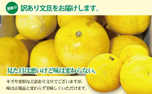訳あり】土佐文旦（ぶんたん）家庭用（M～5L）約10kg【株式