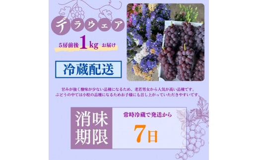 大阪府柏原市のふるさと納税 《令和7年度先行予約 6月中旬より7月下旬頃お届け》稲清農園の「こだわり」がぎゅっと詰まった完熟デラウェア1kg ぶどう 果物 人気 フルーツ 甘い 贈答 子供 おすすめ 産地直送