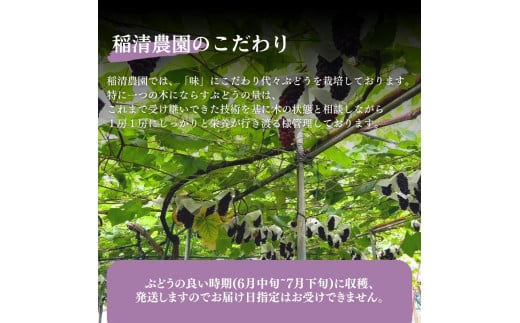 大阪府柏原市のふるさと納税 《令和7年度先行予約 6月中旬より7月下旬頃お届け》稲清農園の「こだわり」がぎゅっと詰まった完熟デラウェア1kg ぶどう 果物 人気 フルーツ 甘い 贈答 子供 おすすめ 産地直送